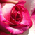 Rosa - bianco - Rose Ibridi di Tea - Hessenrose
